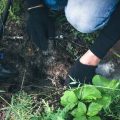 球根植物のための秋の土壌調整方法