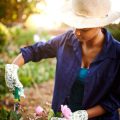 室内で育てやすい観葉植物ランキングと選び方ガイド