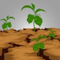 節水型ガーデニングに最適な植物の選び方とポイント