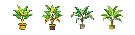 多肉植物コレクションをベランダで美しく見せる収納術