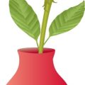 日本の住宅事情に合わせた室内での観葉植物の水やり・世話のポイント