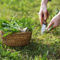 マンション・アパートで気をつけたい、観葉植物の選び方と配置ポイント