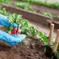 都市部における無農薬エコガーデンの普及とその社会的意義