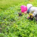 無農薬野菜のマーケット事情と日本の消費者動向