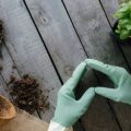 季節ごとの観葉植物のケア方法とインテリアアレンジ