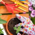 ペットや子供による物理的被害を受けた植物の対処法