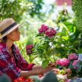 肥料と病害虫の関係：健やかな植物を育てるコツ
