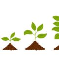 モダン和風ガーデンにおける寄せ植えの色彩計画
