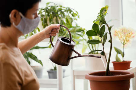 室内でも育てやすい日照好き観葉植物と育成テクニック