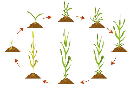 和の雰囲気を楽しむ植物の選び方