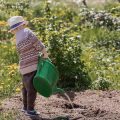 狭いスペースでも楽しめる和風コンパクト寄せ植え術