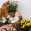 SNS映えする！日本のインテリアトレンドと観葉植物の最新スタイル