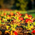 秋の花壇リニューアル：紅葉と調和する色の選び方