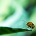 ハーブ類に特有の病害虫とその被害、効果的な防除策