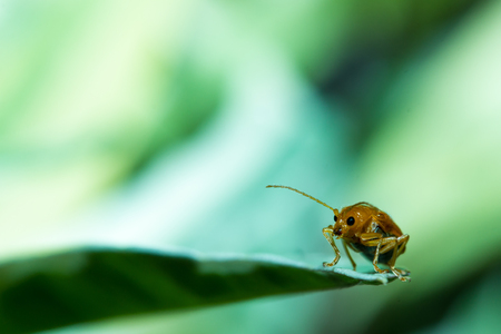ハーブ類に特有の病害虫とその被害、効果的な防除策