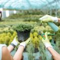 園芸場におけるミミズと他害虫の違い、適切な管理法