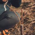 日本の気候に合わせた多年草の冬越し方法と剪定タイミング