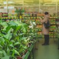 オフィスや店舗の「見せるグリーン」―集客・雰囲気アップの植物選び