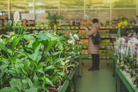 オフィスや店舗の「見せるグリーン」―集客・雰囲気アップの植物選び