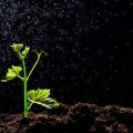 小スペースでも映える寄せ植えカラーコーディネート