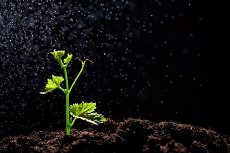 小スペースでも映える寄せ植えカラーコーディネート