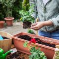 小さな空間でも楽しめるミニ観葉植物と風水のコツ