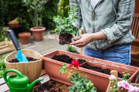 小さな空間でも楽しめるミニ観葉植物と風水のコツ