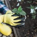 植え替えショックを受けた鉢植え植物の回復プログラム