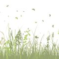 種や苗で変わる！家庭菜園で作る根菜の収穫のポイントと保存術