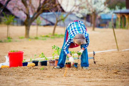 春の果樹植え替えと剪定：日本の家庭で人気の品種紹介