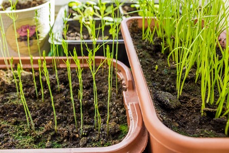 雑草がもたらす生態系への影響と、共生的ガーデニングの考え方