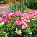 春彼岸と牡丹・椿：文化行事に合わせた春の花の植栽と法事庭園の工夫