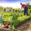 野菜ごとの最適な収穫時間帯と天候、品質を高める収穫術
