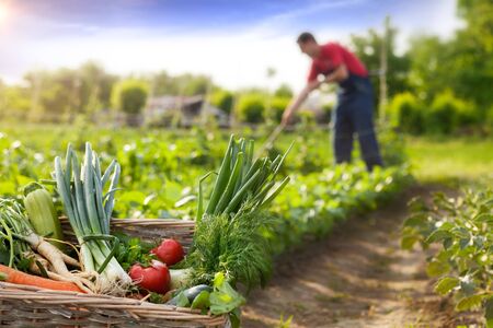 野菜ごとの最適な収穫時間帯と天候、品質を高める収穫術