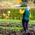 敬老の日と秋の草花：長寿を祝うガーデニングと和の寄せ植えテクニック