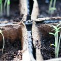 北欧インテリアに似合う観葉植物のスタイリング実例