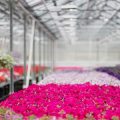 観葉植物から学ぶ、色彩と風水の相性〜日本の四季に合わせた選び方