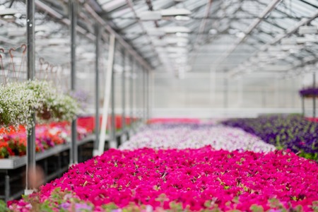 観葉植物から学ぶ、色彩と風水の相性〜日本の四季に合わせた選び方