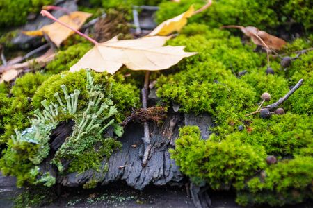 和風インテリアに合う観葉植物の選び方とコーディネート例