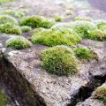 苔庭の楽しみ方と和庭における苔の役割
