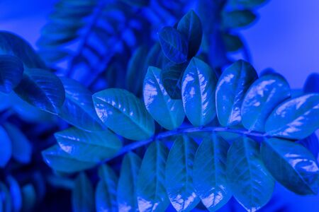 照明と融合したおしゃれな観葉植物のインテリアアレンジ