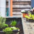 日本の住宅事情に合わせた吊り下げ型観葉植物と風水活用法