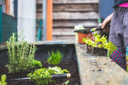 日本の住宅事情に合わせた吊り下げ型観葉植物と風水活用法