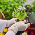稲わら・落ち葉マルチによる害虫抑制の科学と経験談