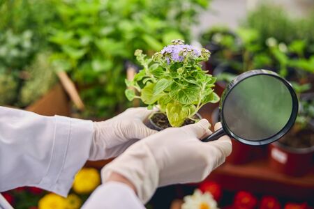 稲わら・落ち葉マルチによる害虫抑制の科学と経験談