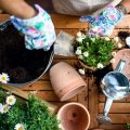 バルコニーの日照を生かしたおすすめの植物と育て方