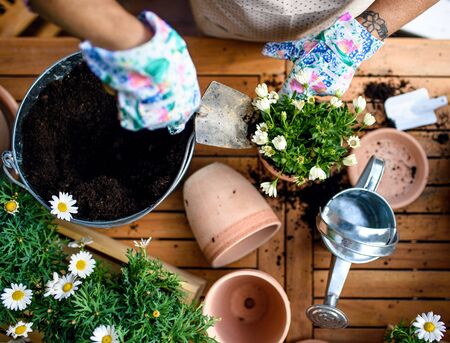 バルコニーの日照を生かしたおすすめの植物と育て方
