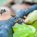 害虫との共存を可能にする無農薬ガーデンの工夫