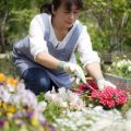 日本の伝統的な知恵を活かした家庭菜園の病害虫対策