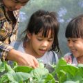 環境教育に役立つ日本の学校向けエコガーデン実践事例
